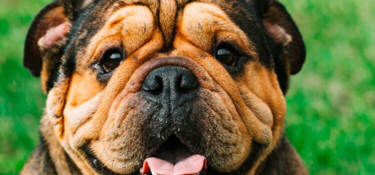 Harry de Vries: The Man Known as “Bulldog” Harry de Vries: The Man Known as “Bulldog”