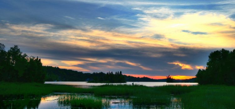 In Where the Crawdads Sing, the Marsh Is Alive