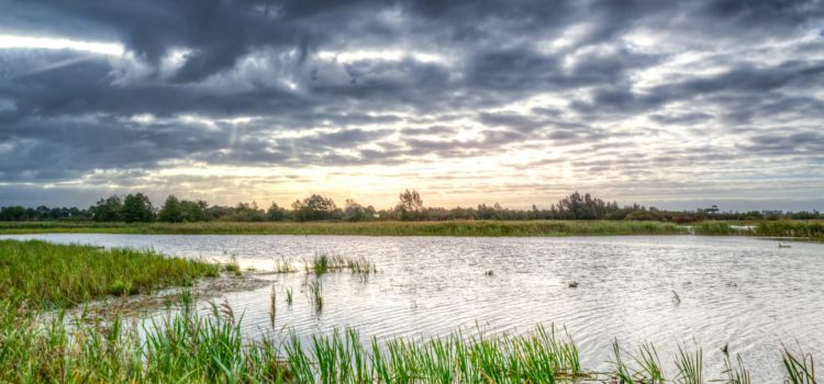 Where the Crawdads Sing Setting: Life in the Marsh