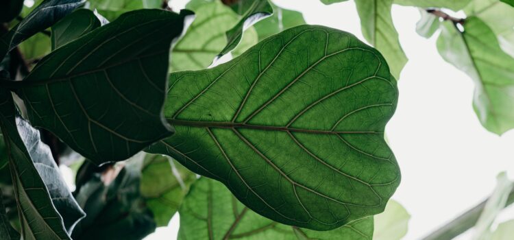 Meaning of Lectins: Plant Defense and Human Toxin Meaning of Lectins: Plant Defense and Human Toxin