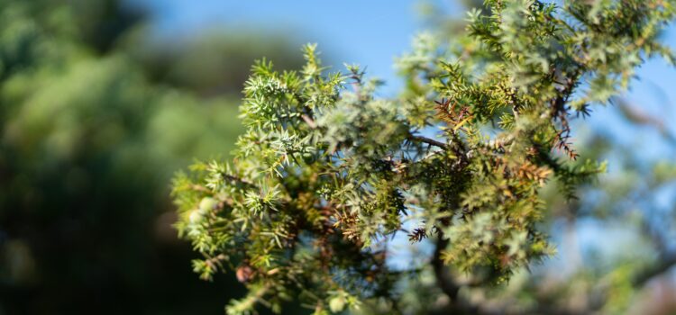 Plant Lectins: How Our Food Fights Back Plant Lectins: How Our Food Fights Back