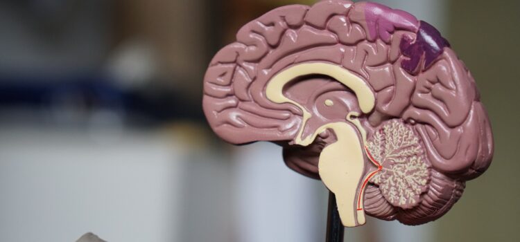 The Lizard Brain Myth—Debunked by Science The Lizard Brain Myth—Debunked by Science