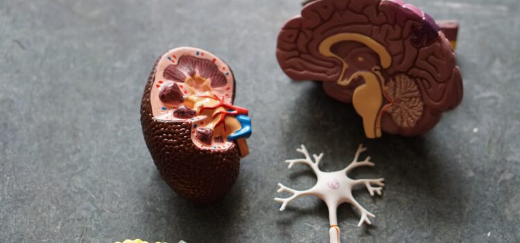 How to Prevent Alzheimer’s Disease Through Diet How to Prevent Alzheimer’s Disease Through Diet
