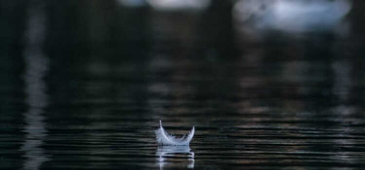 In Where the Crawdads Sing, Kya Changes Her Life In Where the Crawdads Sing, Kya Changes Her Life