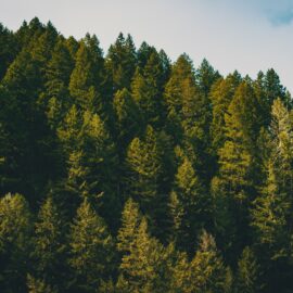 The Amazing Secret to Pine Tree Growth