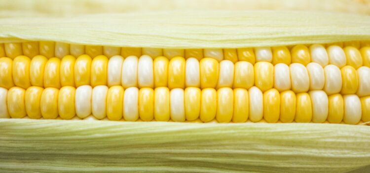 Beware the Dangers of Genetically Modified Foods