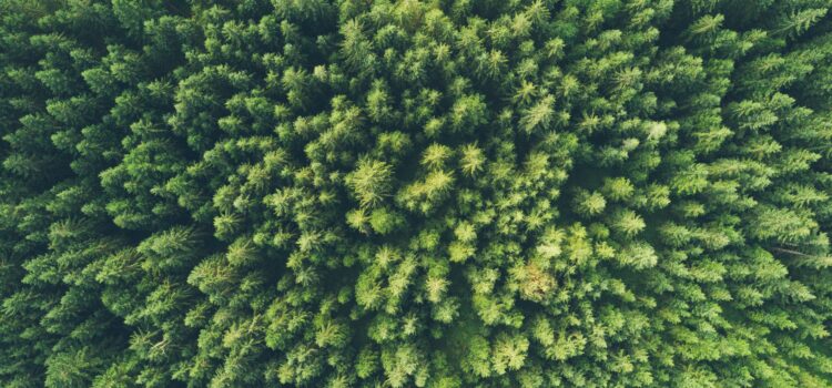 How to Take Care of Our Environment With Mutual Care How to Take Care of Our Environment With Mutual Care
