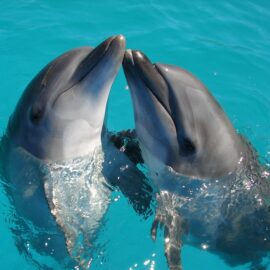 Do Dolphins Smell? No—And Here’s Why