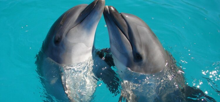 Do Dolphins Smell? No—And Here’s Why