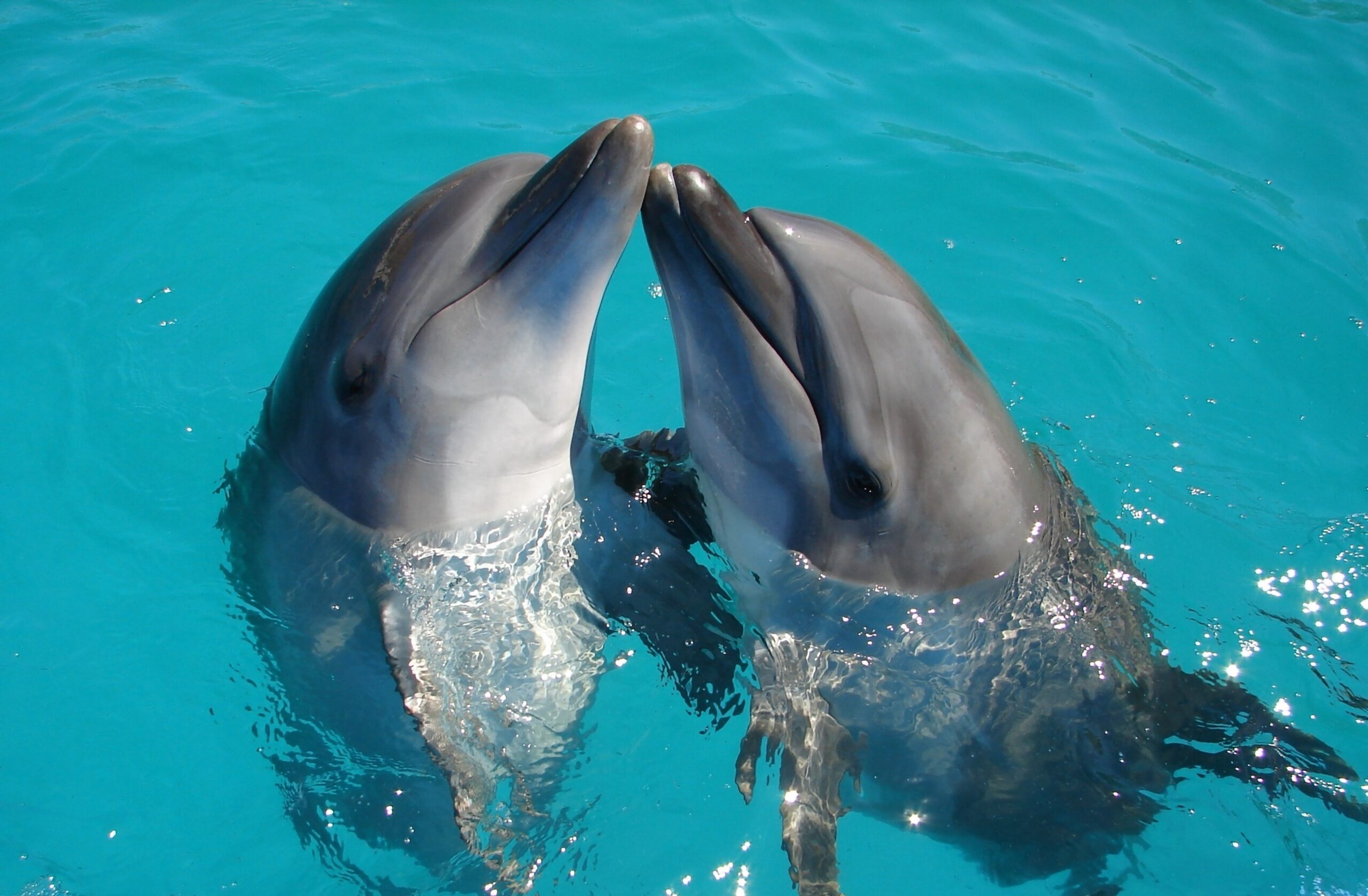 Do Dolphins Smell? No—And Here's Why Shortform Books