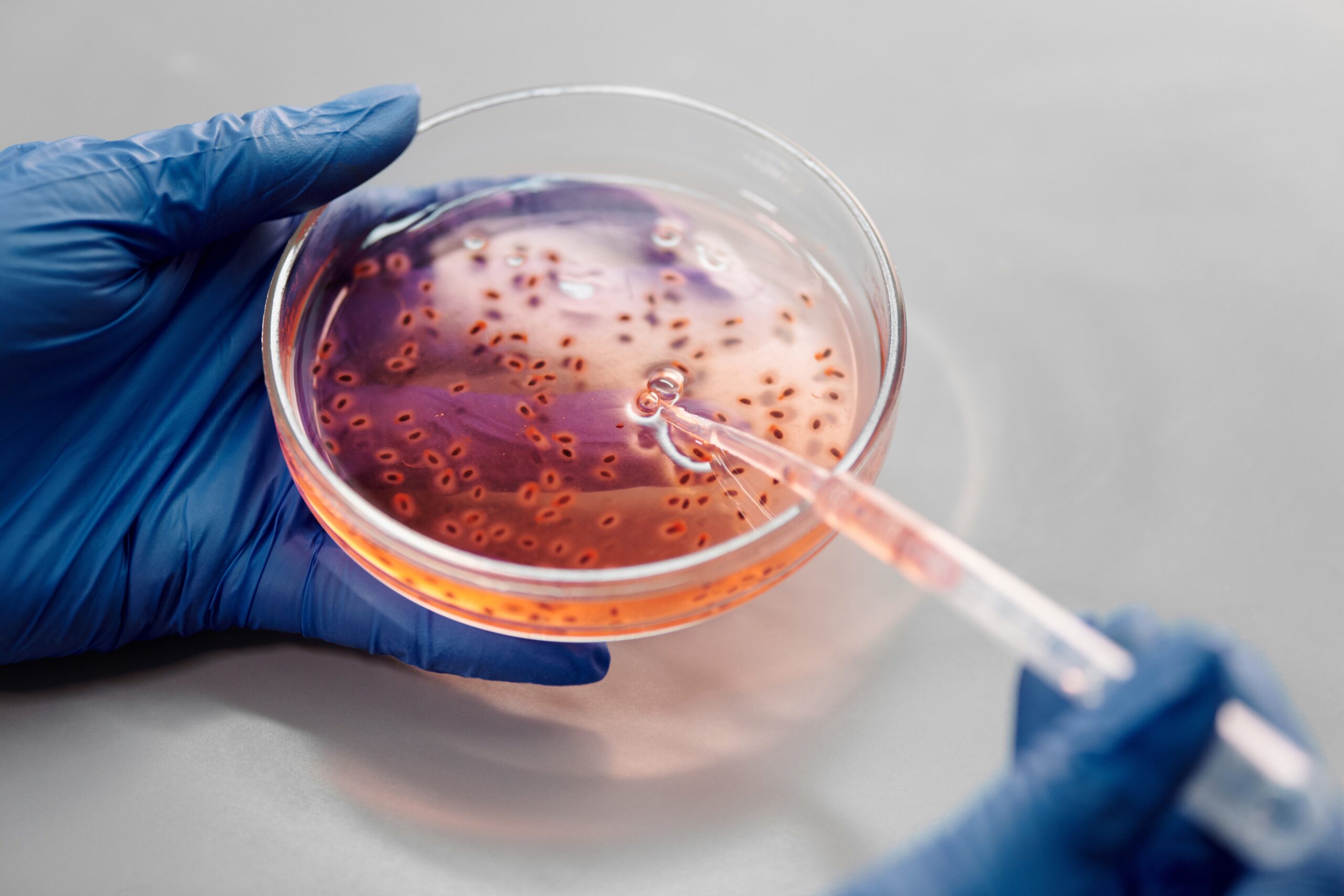 The Human Hox Genes: How Our Bodies Formed The Human Hox Genes: How Our Bodies Formed