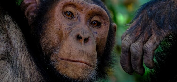 Chimp Thinking: What Drives Your Inner Chimp? Chimp Thinking: What Drives Your Inner Chimp?