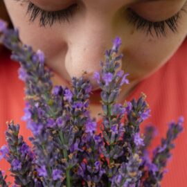 The Human Sense of Smell: The Nose Knows Evolution