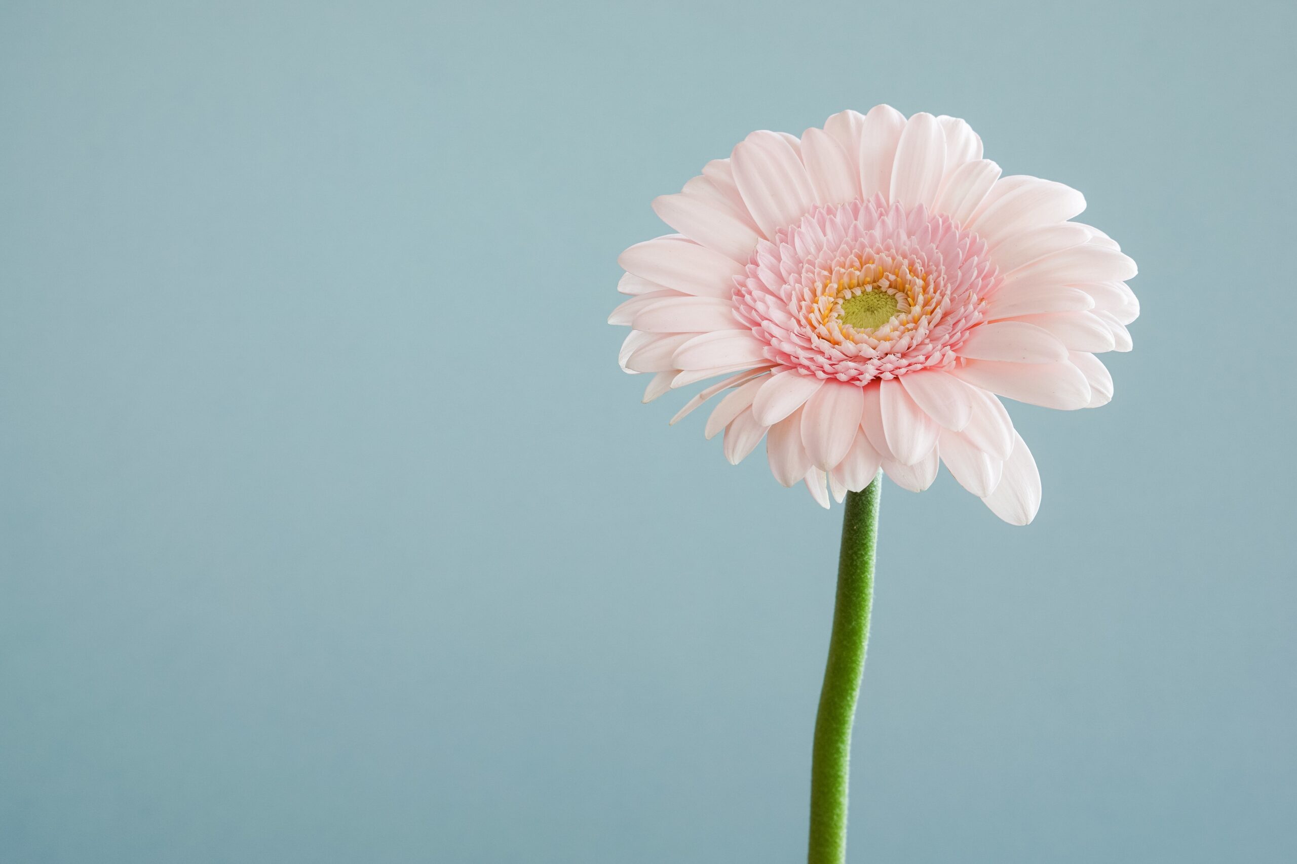 what-color-is-your-parachute-flower-exercise-shortform-books