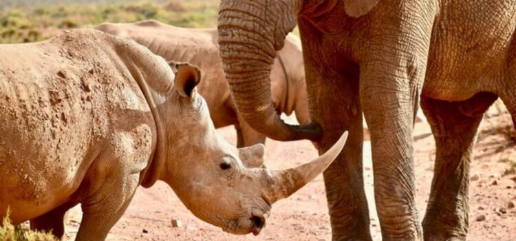 Megafauna Extinction: Big Animals in Trouble Megafauna Extinction: Big Animals in Trouble