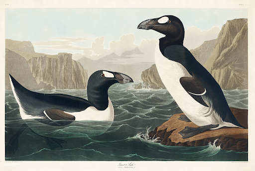The Great Auk: Gone for Good, Never to Return