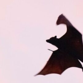 White-Nose Syndrome: Killing Bats in Their Sleep