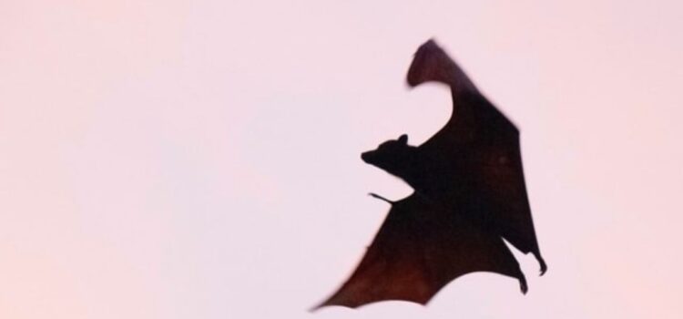 White-Nose Syndrome: Killing Bats in Their Sleep White-Nose Syndrome: Killing Bats in Their Sleep