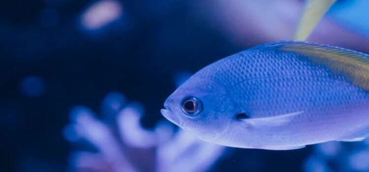 The Effects of Ocean Acidification on Marine Life The Effects of Ocean Acidification on Marine Life