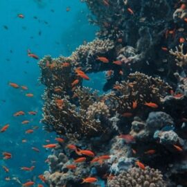 Why Are Coral Reefs Dying? Human Behavior