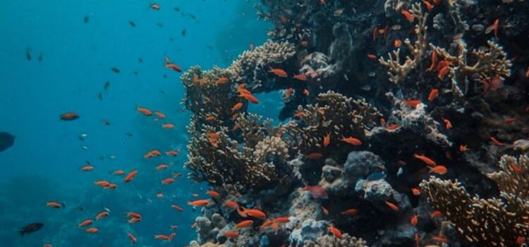 Why Are Coral Reefs Dying? Human Behavior