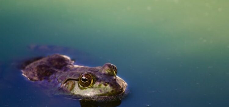 Amphibian Extinction: The Culprit Discovered