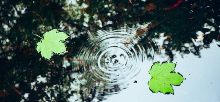 Ripple Effect: The Psychology of Behavior Change Ripple Effect: The Psychology of Behavior Change