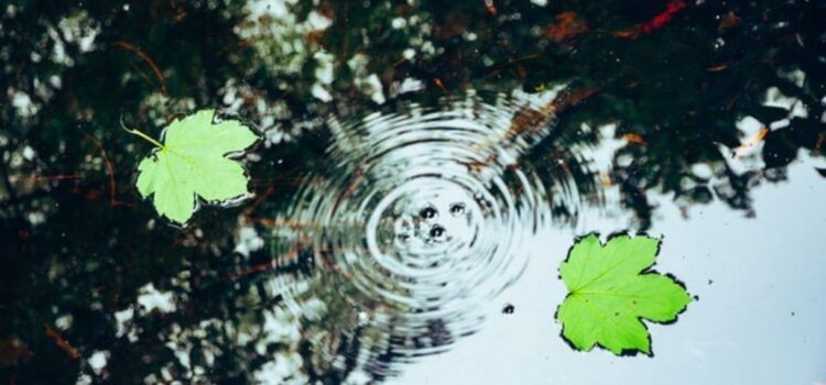 Ripple Effect: The Psychology of Behavior Change