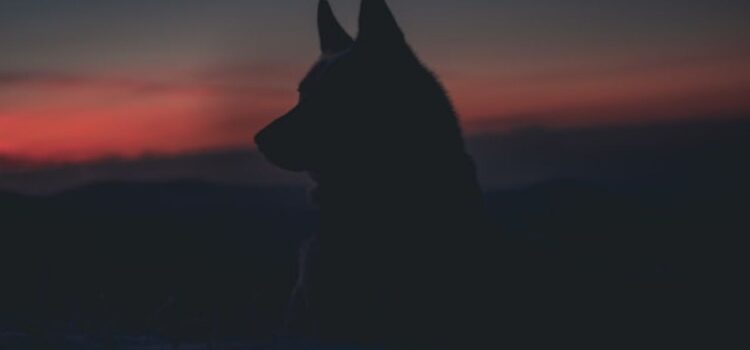 Alpha Dog: Meaning and Concept Interpretation