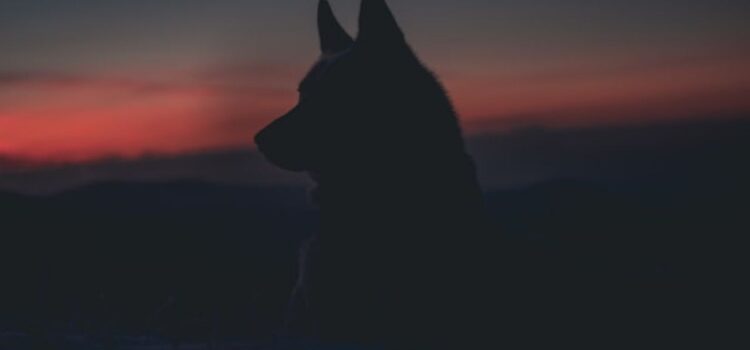 Alpha Dog: Meaning and Concept Interpretation Alpha Dog: Meaning and Concept Interpretation