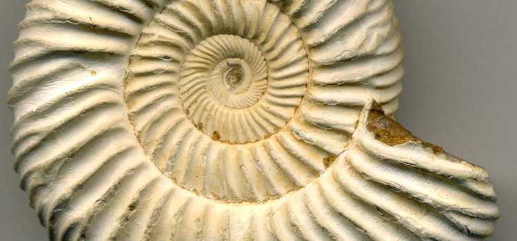What Caused the Ammonites’ Extinction?
