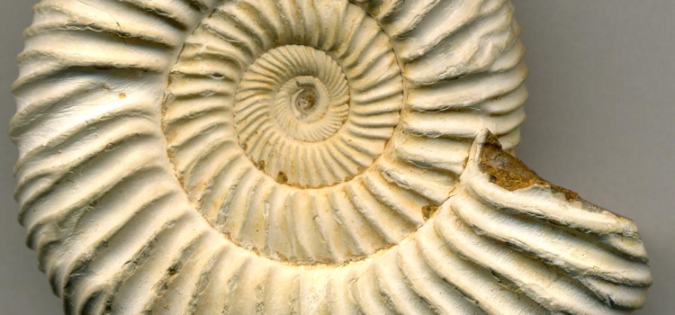 What Caused the Ammonites’ Extinction? What Caused the Ammonites’ Extinction?