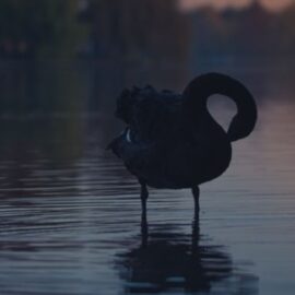 A Black Swan Event: Unpredictable or Improbable?