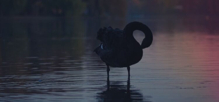 A Black Swan Event: Unpredictable or Improbable?