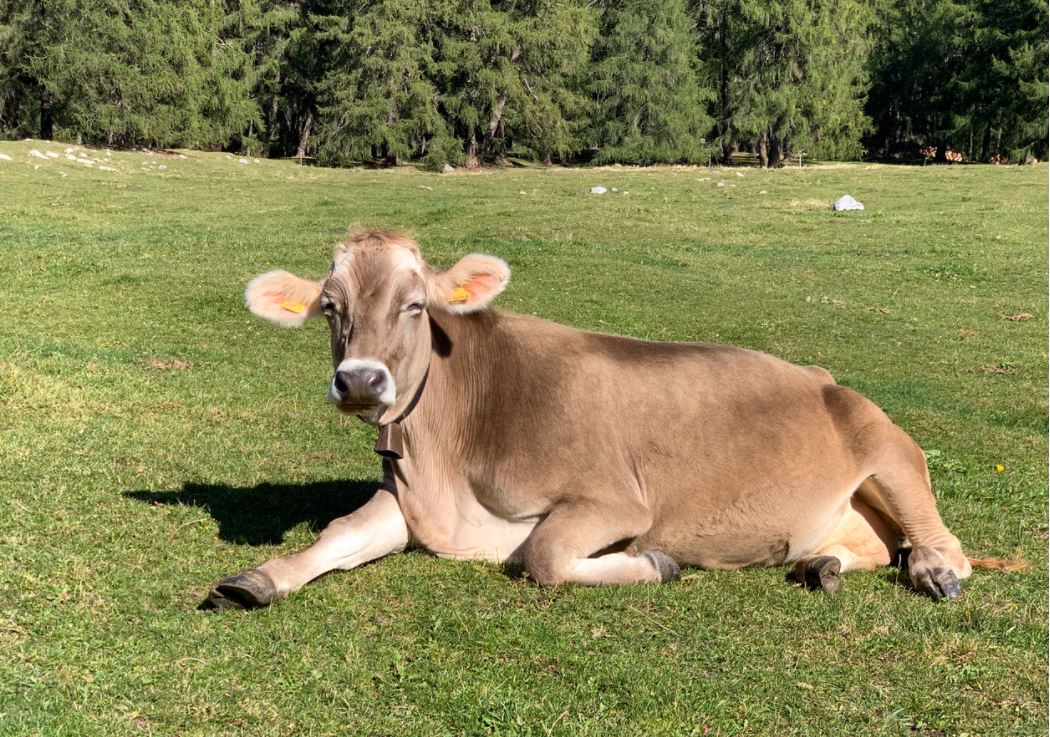 Purple Cow Theory