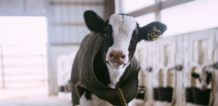 Have You Made a Purple Cow? Keep Innovating! Have You Made a Purple Cow? Keep Innovating!