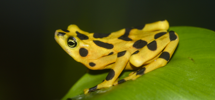 What Happened to the Panamanian Golden Frog? What Happened to the Panamanian Golden Frog?
