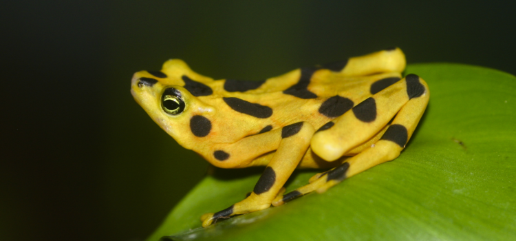 What Happened to the Panamanian Golden Frog?