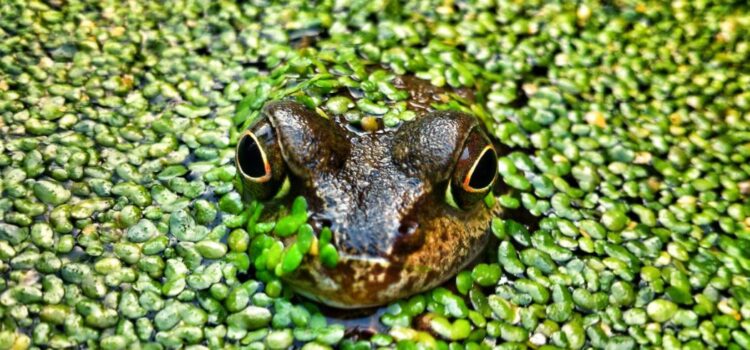 What Is Eat That Frog About? Boosting Productivity