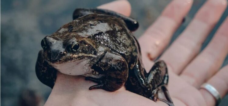 What Is the Eat the Frog Technique? What Is the Eat the Frog Technique?