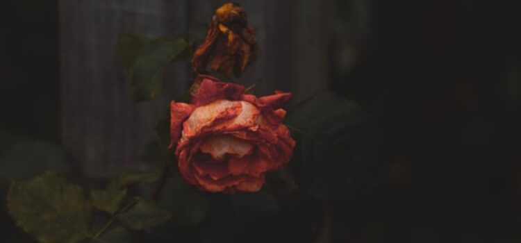 Learning From Death: Lessons About a Meaningful Life Learning From Death: Lessons About a Meaningful Life