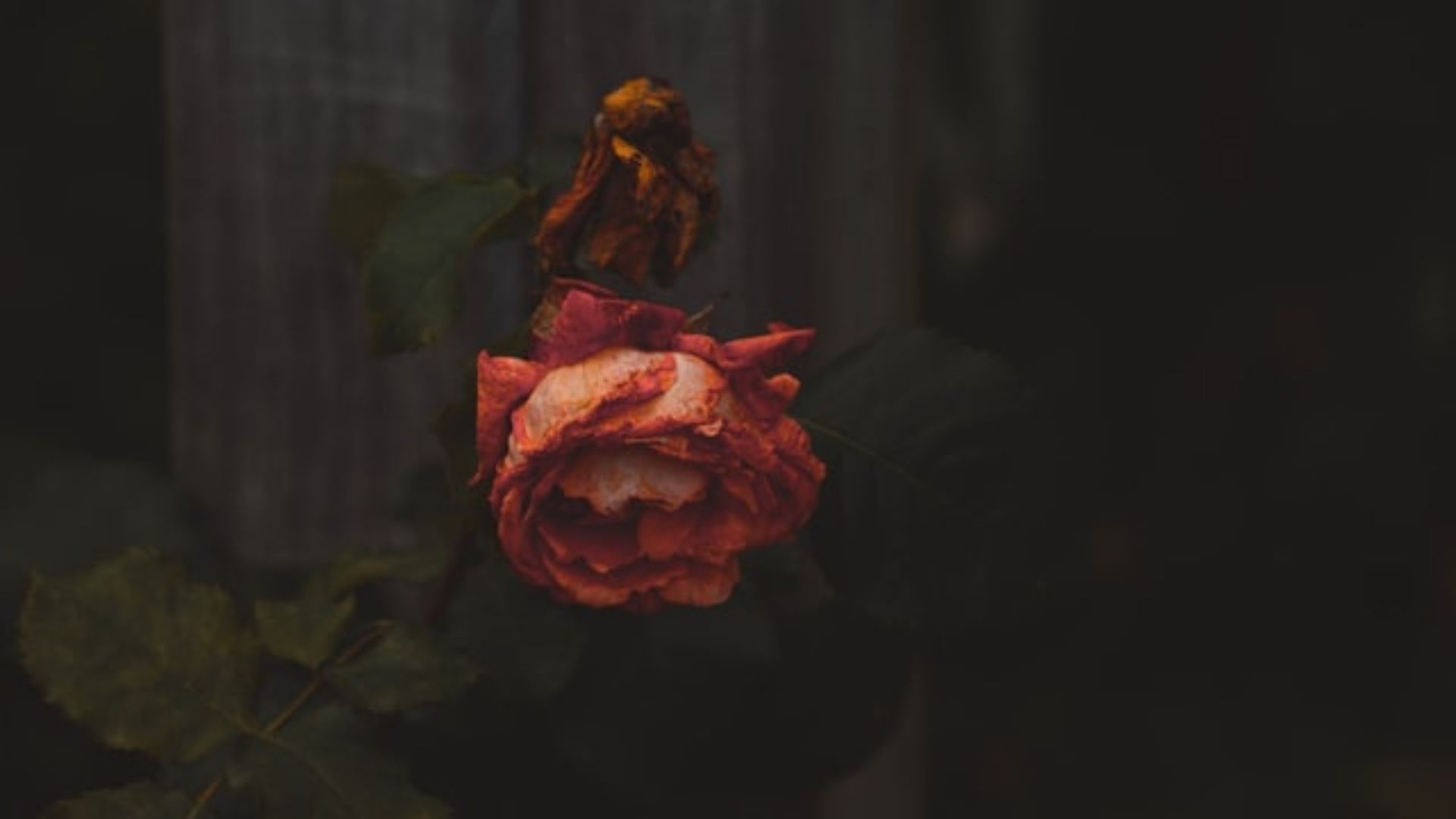 Learning From Death: Lessons About a Meaningful Life | Shortform Books