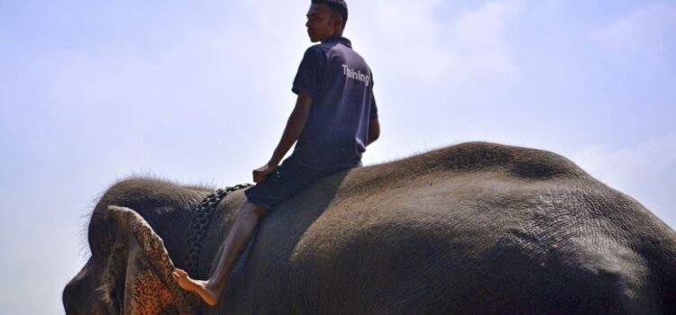 The Elephant and the Rider: The Happiness Hypothesis The Elephant and the Rider: The Happiness Hypothesis