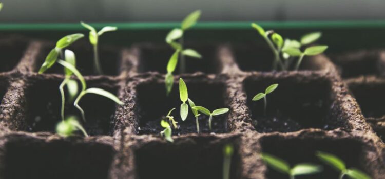 Building Good Habits Is Like Growing a Plant Building Good Habits Is Like Growing a Plant