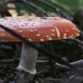 How Do Fungi Grow? The Fast & Forceful Process