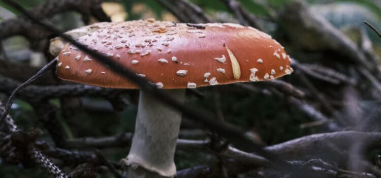 How Do Fungi Grow? The Fast & Forceful Process
