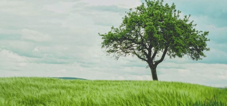 The Wood-Wide Web: Trees’ Social Network The Wood-Wide Web: Trees’ Social Network