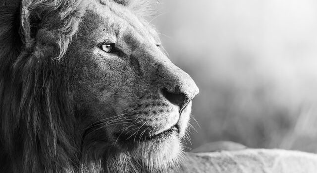 The Law of Respect: People Follow Strength The Law of Respect: People Follow Strength