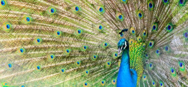 A Guide to Overcompensation in Psychology A Guide to Overcompensation in Psychology