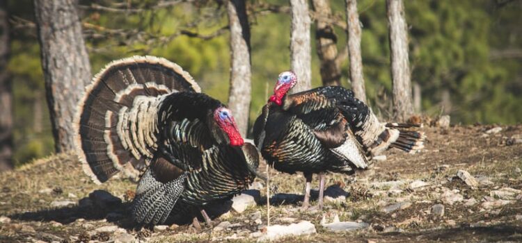The Turkey Problem: Explaining Vulnerability The Turkey Problem: Explaining Vulnerability